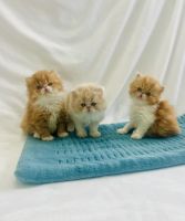 Persian Cats for sale in Ontario, NY 14519, USA. price: $1,300