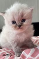 Persian Cats for sale in St. Augustine, Florida. price: $1,500