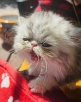 Persian Cats for sale in West Palm Beach, Florida. price: $2,200