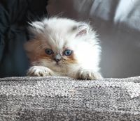 Persian Cats for sale in Nashville, TN, USA. price: $750