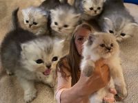 Persian Cats for sale in Mt. Laurel, New Jersey. price: $900