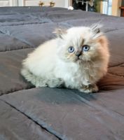 Persian Cats for sale in Huntsville, Tennessee. price: $650