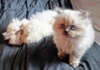 Persian Cats for sale in Birmingham, AL, USA. price: $650
