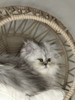 Persian Cats for sale in Huntsville, Alabama. price: $850