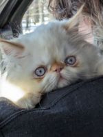 Persian Cats for sale in Mora, NM 87732, USA. price: $950