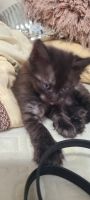 Persian Cats for sale in Hamburg, New Jersey. price: $500