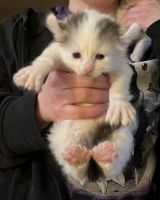 Persian Cats for sale in Oxford Charter Township, MI, USA. price: $400