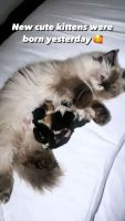 Persian Cats for sale in Ontario, NY 14519, USA. price: $1,200