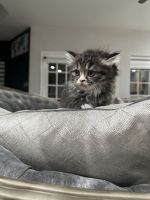 Persian Cats for sale in Houston, Texas. price: $57