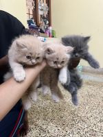 Persian Cats for sale in Salem, Tamil Nadu. price: 8,000 INR