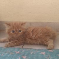 Persian Cats for sale in Pune, Maharashtra. price: 4,000 INR