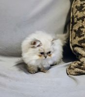 Persian Cats for sale in Birmingham, AL, USA. price: $950