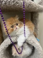 Persian Cats for sale in Ontario, NY 14519, USA. price: $1,100