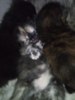 Persian Cats for sale in Conyers, Georgia. price: $900