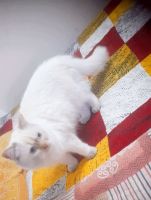 Persian Cats for sale in Kanpur, Uttar Pradesh, India. price: 8,000 INR