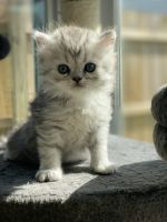 Persian Cats for sale in Dayton, OH, USA. price: $1,000