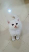 Persian Cats for sale in Mangdewadi, Katraj, Pune, Maharashtra 411046, India. price: 5,000 INR