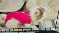 Persian Cats for sale in West Palm Beach, Florida. price: $700