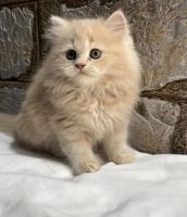 Persian Cats for sale in Lucknow, Uttar Pradesh. price: 6,500 INR