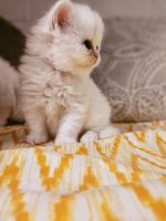 Persian Cats for sale in Haleiwa, Hawaii. price: $750