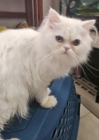 Persian Cats for sale in Haleiwa, Hawaii. price: $350