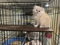 Persian Cats for sale in Vancouver, WA 98661, USA. price: $400