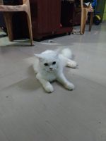 Persian Cats for sale in Chennai, Tamil Nadu. price: 5,000 INR