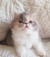 Persian Cats for sale in Greenville, SC, USA. price: $2,400