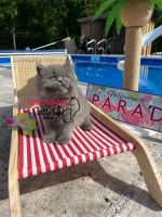 Persian Cats for sale in Salisbury, NC, USA. price: $1,200