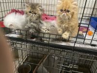 Persian Cats for sale in Vancouver, WA 98661, USA. price: $450