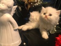Persian Cats for sale in Springfield, Missouri. price: $1,000