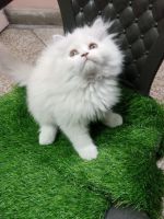 Persian Cats for sale in Lucknow, Uttar Pradesh. price: 7,000 INR