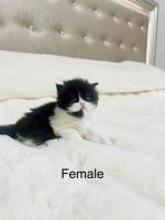 Persian Cats for sale in Ontario, NY 14519, USA. price: $1,100