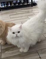 Persian Cats for sale in Henderson, Nevada. price: NA