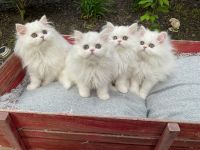 Persian Cats for sale in Mountain Top, Pennsylvania. price: $750