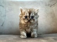 Persian lovely kitty’s