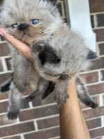 Persian Cats for sale in Hot Springs, AR, USA. price: $2,200