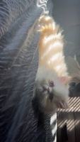 Persian Cats for sale in Fairview, OR 97024, USA. price: $1,200