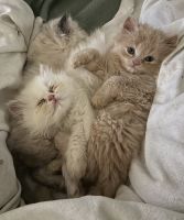 Beautiful family raised kittens