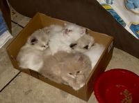 Beautiful family raised kittens