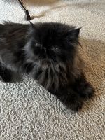 Persian Cats for sale in Sandy, OR, USA. price: $500