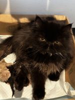 Purebred Female Persian