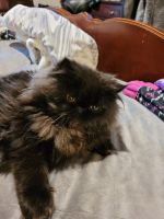 Persian Cats for sale in Sandy, OR, USA. price: $300