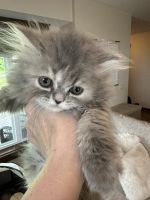 Silver Blue Cream Tabby Doll Face Persian
