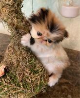 Persian Cats for sale in Palm Beach, FL, USA. price: NA