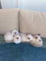 Beautiful Persian cat