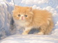 Persian Cats for sale in Coopers Town, The Bahamas. price: $180