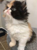 Beautiful Persian kitten