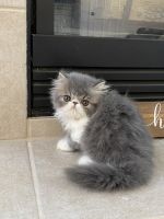 Persian Cats for sale in Fresno, CA, USA. price: $1,000