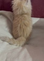 ???? 2-Month Purebred Persian Kitten for Sale – Chennai ????